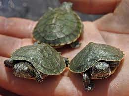 Kaplumbağa İsimleri Erkek, Dişi, İngilizce